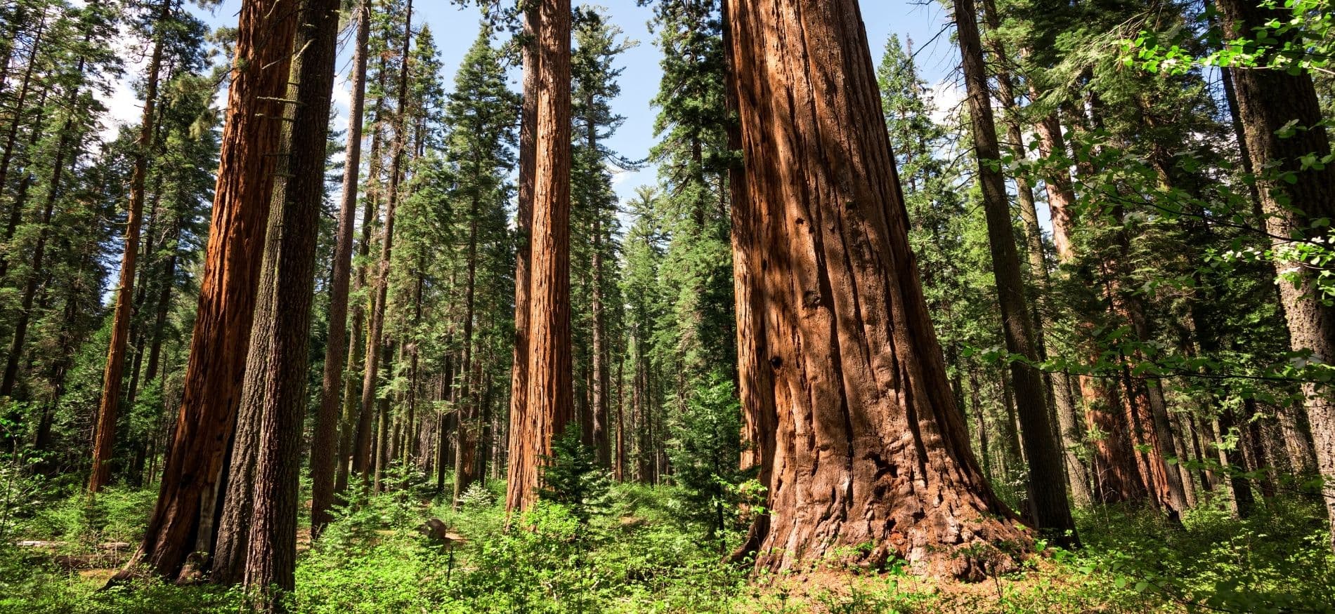 grove of sequoia trees at calaveras state park ca