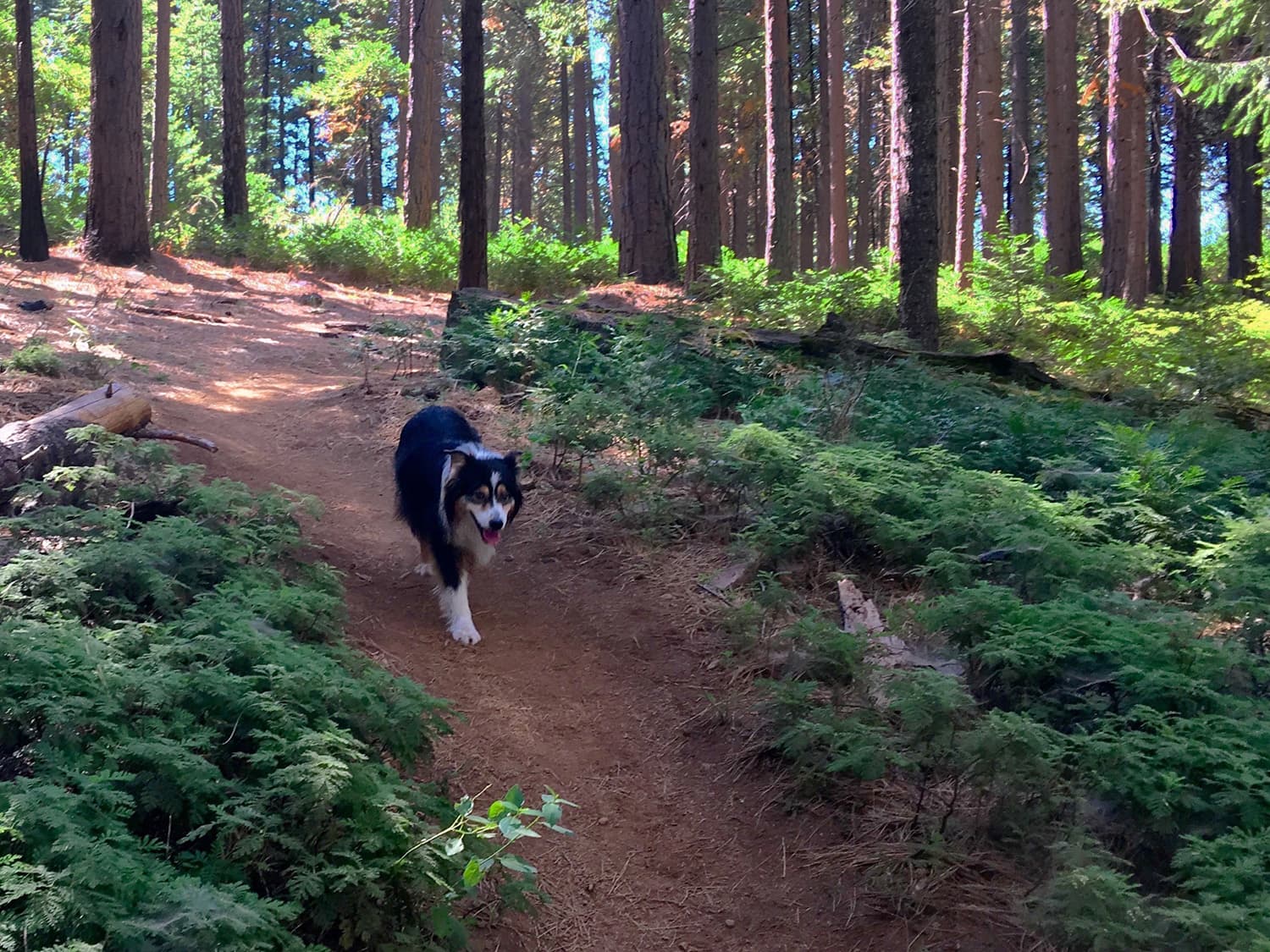 Black-and-white dog walks toward the camera on a sunlit forest trail, surrounded by lush ferns and tall trees, creating a peaceful mood. Black-and-white dog walks toward the camera on a sunlit forest trail, surrounded by lush ferns and tall trees, creating a peaceful mood.