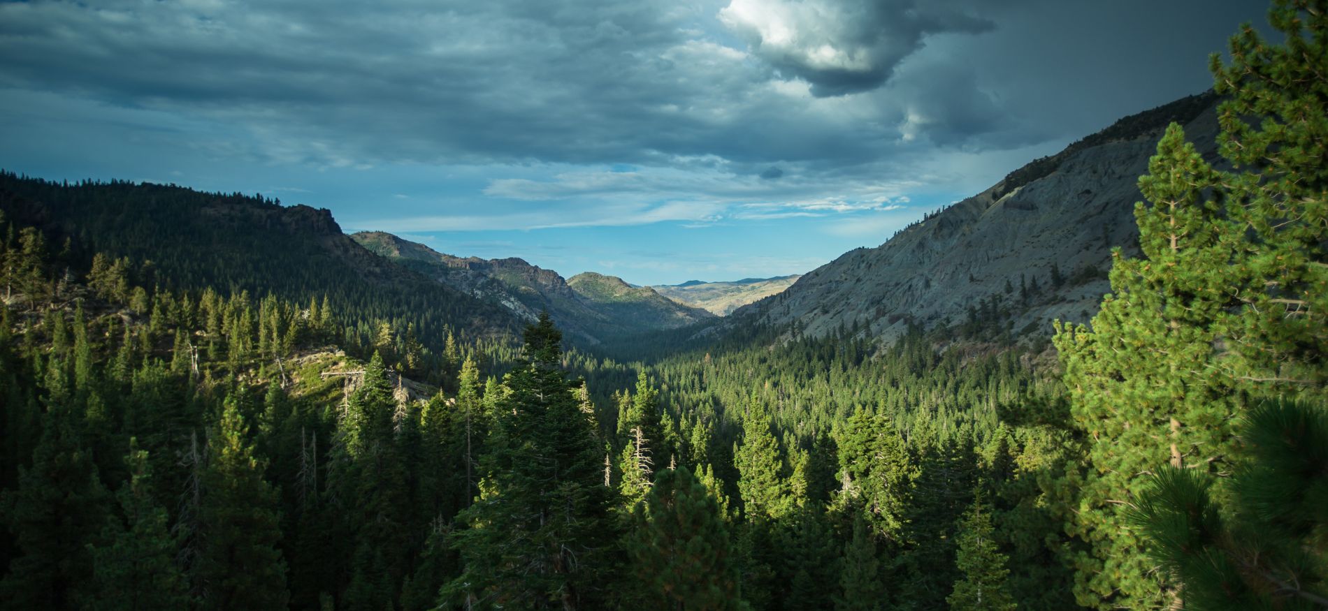 View of a forested valley in the Stanislaus forest